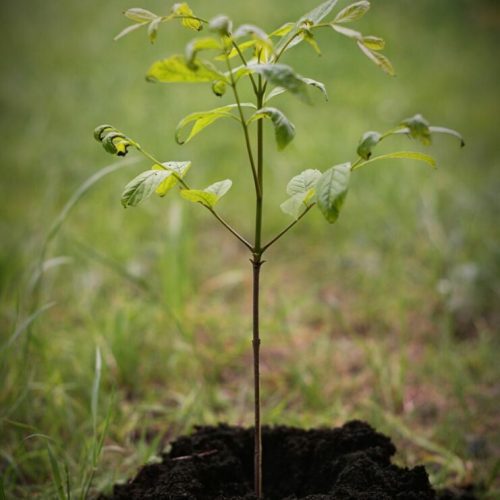 Plant a Tree in Gishwati Forest