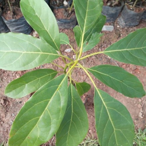 Grafted HASS Avocado Seedlings for your Orchard Garden 5 Trees
