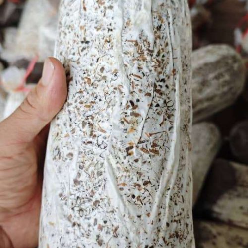 MUSHROOM TUBE(IMIGINA) 1KG