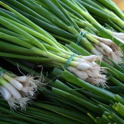 Spring onion