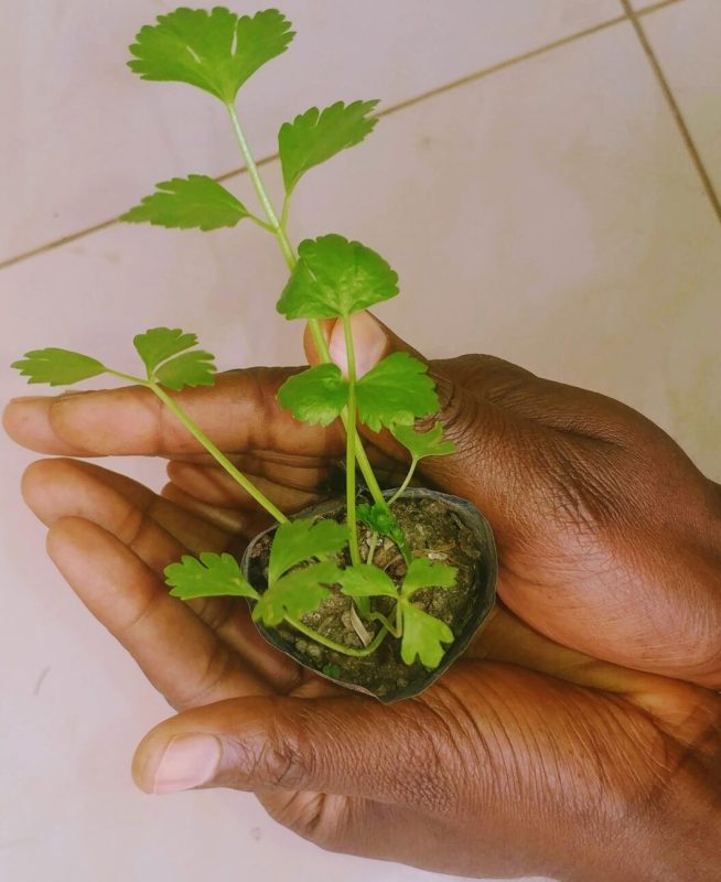 Celery Seedling for Kitchen Garden 10 Pieces - Image 3