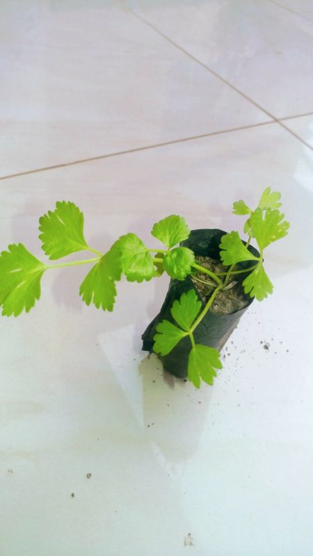 Celery Seedling for Kitchen Garden 10 Pieces - Image 2