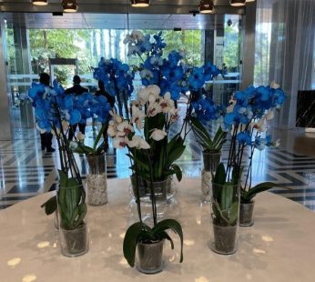 A Variety of Beautiful Flowers