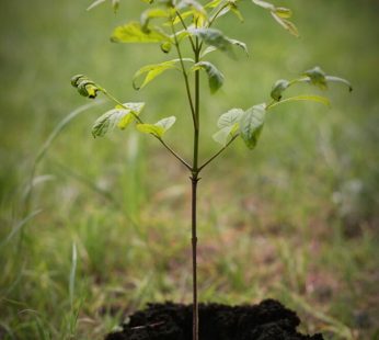 Plant a Tree in Gishwati Forest