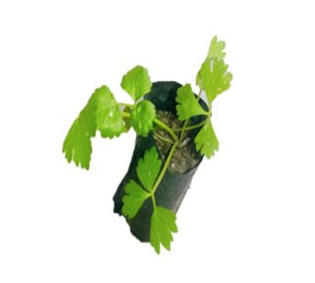 Celery Seedling for Kitchen Garden