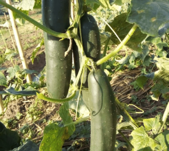 Fresh cucumber