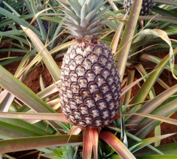 Fresh pineapple