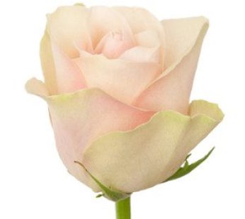 SORBET-AVALANCHE BUNCH of 20 STEM