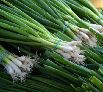 Spring onion