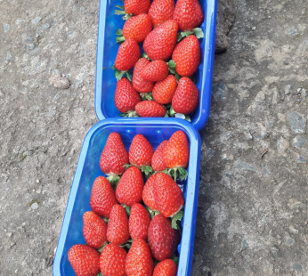 Fresh strawberries