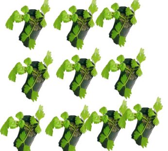 Celery Seedling for Kitchen Garden 10 Pieces