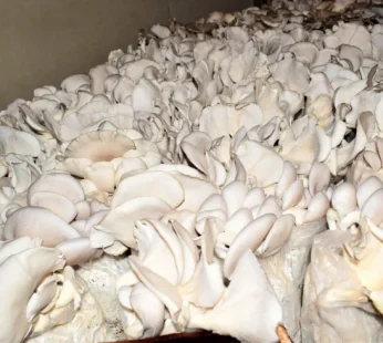 Fresh Oyster Mushrooms